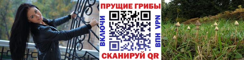 Псилоцибиновые грибы Psilocybine cubensis  mega как зайти  Яранск 